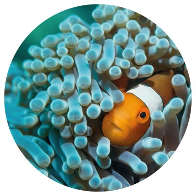 WallArt Papel pintado de pared redondo Nemo the Anemonefish 142,5 cm